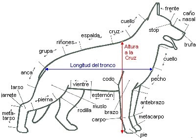 Anatomía