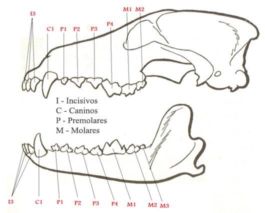 Dentadura