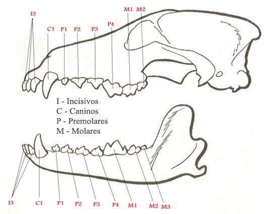 Dentadura